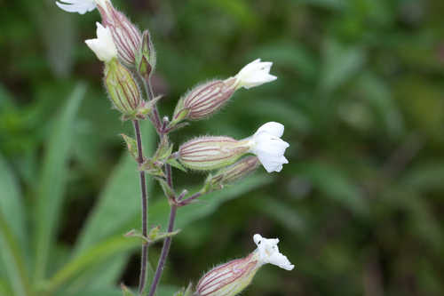 Silene latifolia #11